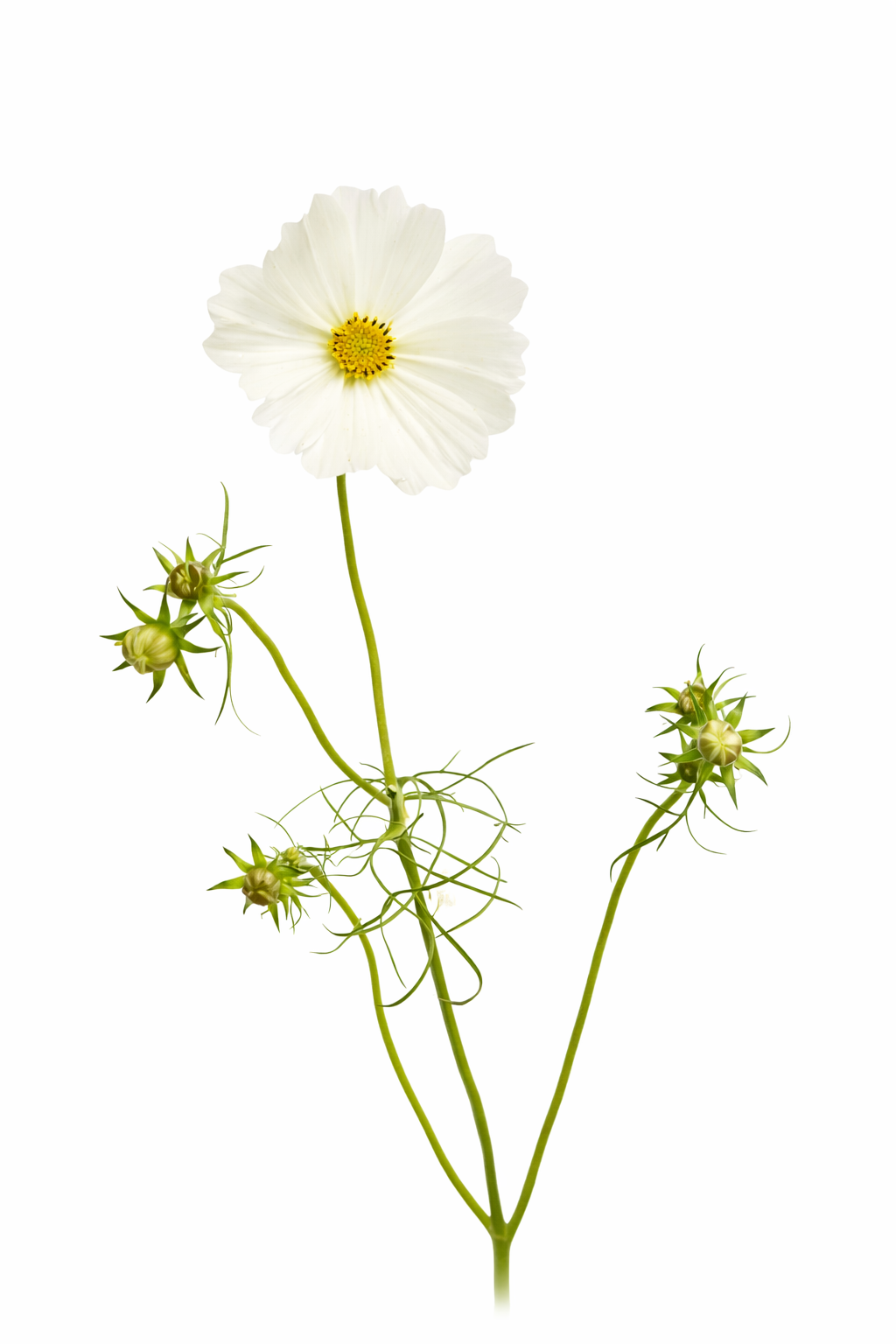 Cosmos bipinnatus ‘Sensation Purity’ | White Cosmos | Strong stems therapyofflowers.com