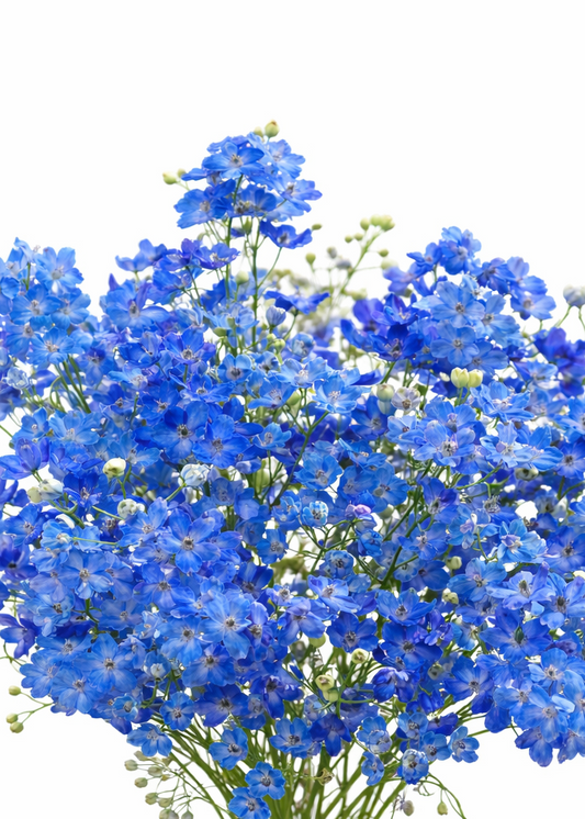 Delphinium x belladonna Blue Shadow® | Candle larkspur therapyofflowers.com