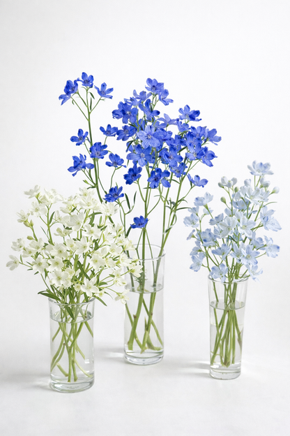 Delphinium grandiflorum Summer Blues® | Siberian Larkspur therapyofflowers.com