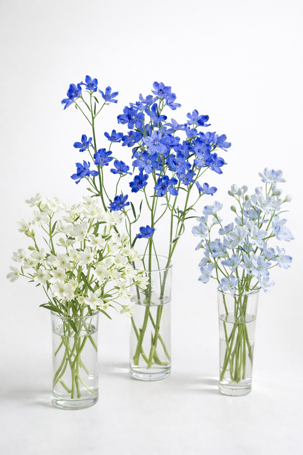 Delphinium x belladonna Blue Shadow® | Candle larkspur therapyofflowers.com