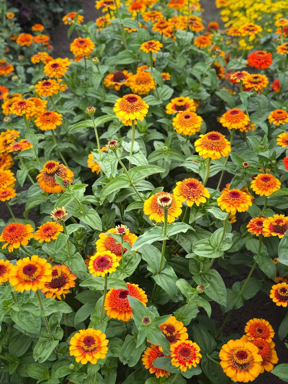 Zinnia elegans Zinderella Punch | Zinnia con flor de escabiosa