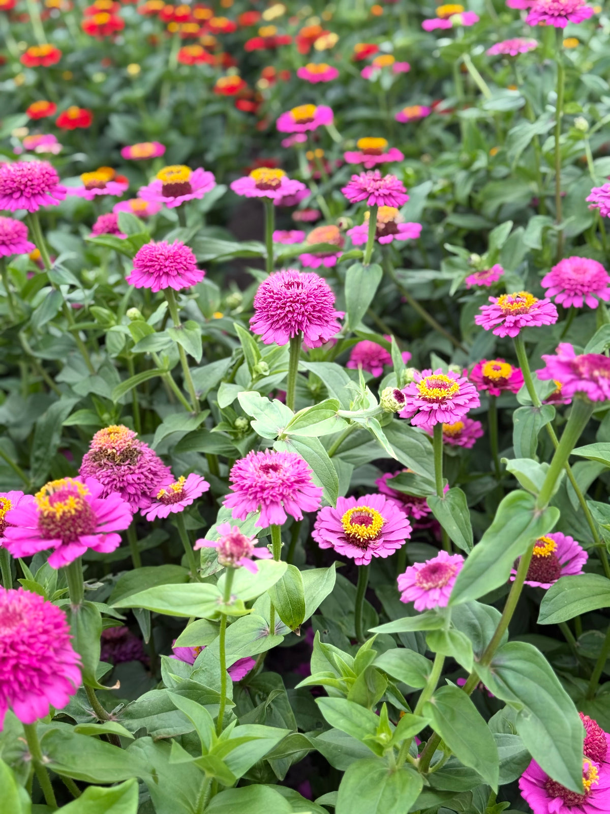 Zinnia elegans Zinderella Punch | Zinnia con flor de escabiosa