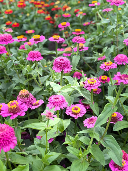 Zinnia elegans Zinderella Punch | Zinnia con flor de escabiosa