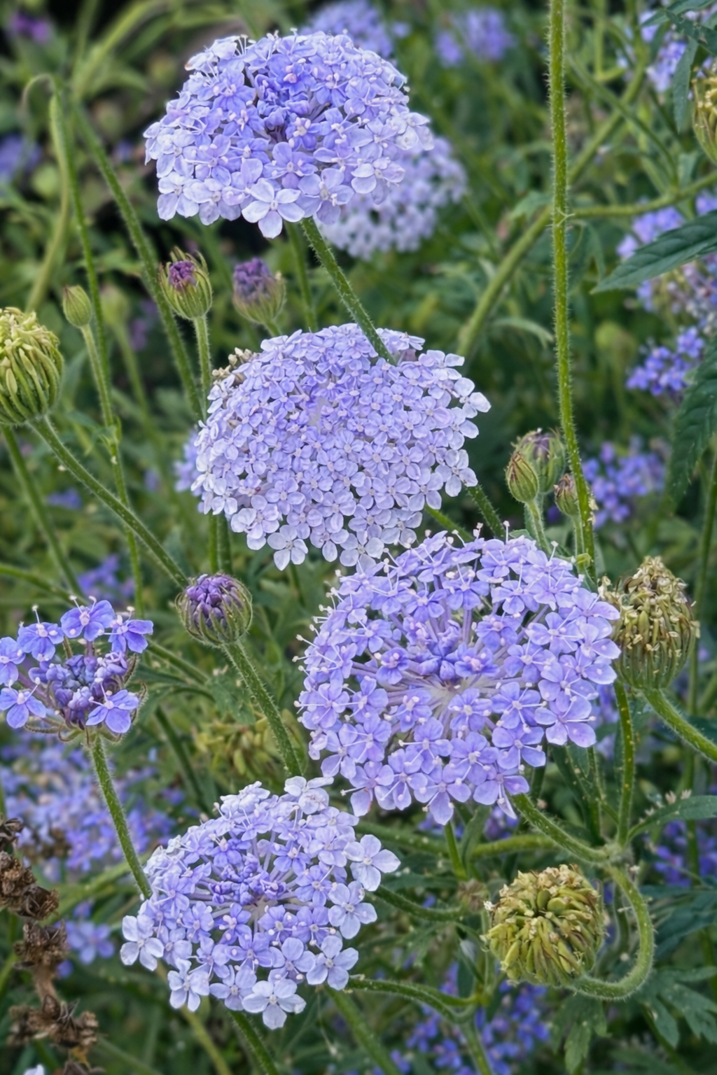 Trachymene coerulea Lavender Blue | Lace Flower | Didiscus therapyofflowers.com