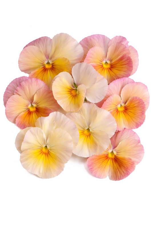 Viola x wittrockiana Imperial™ Antique Shades F1 | Pansy therapyofflowers.com