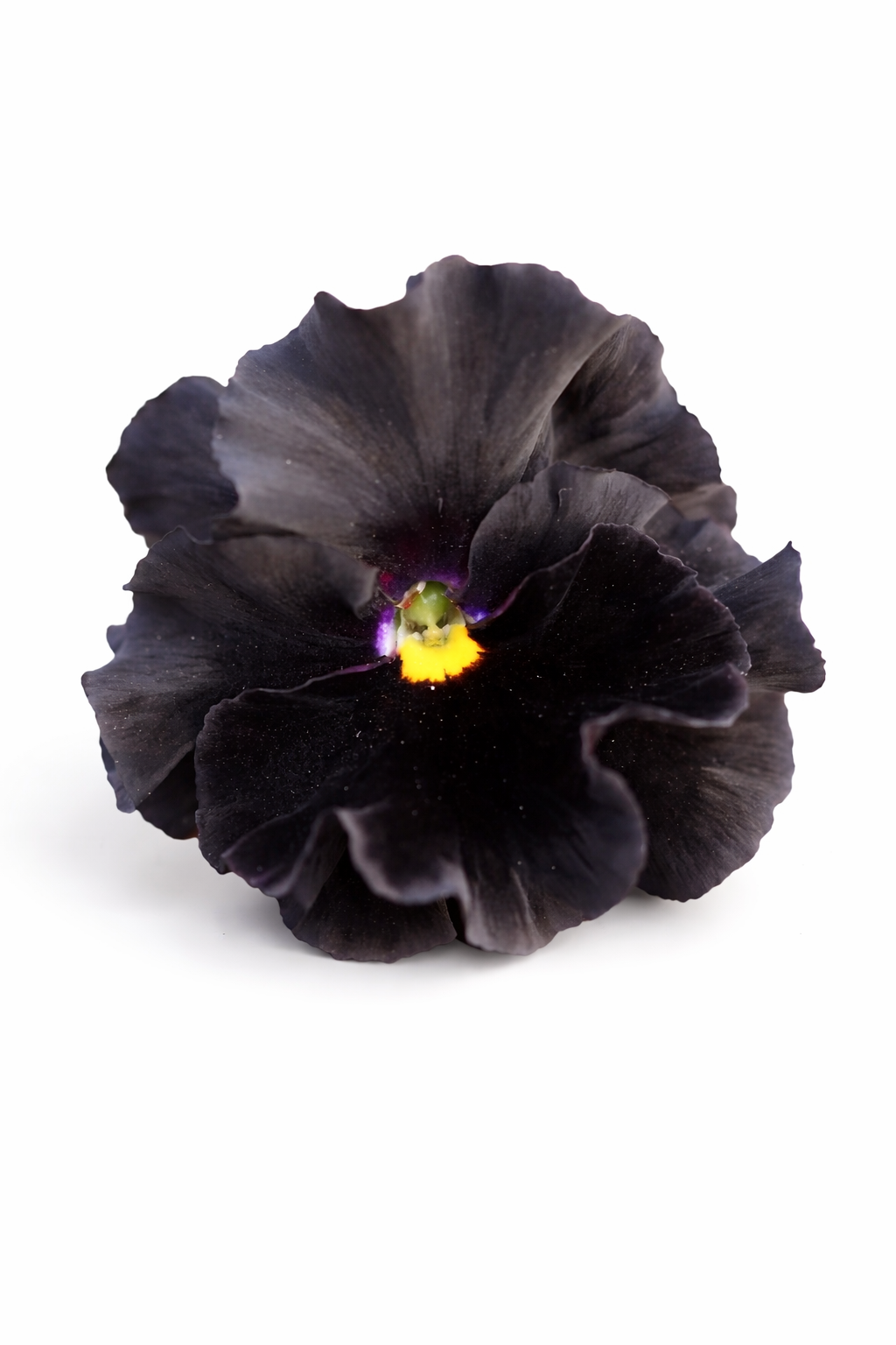 Viola x wittrockiana Flamenco Black Moon F1 – therapyofflowers.com