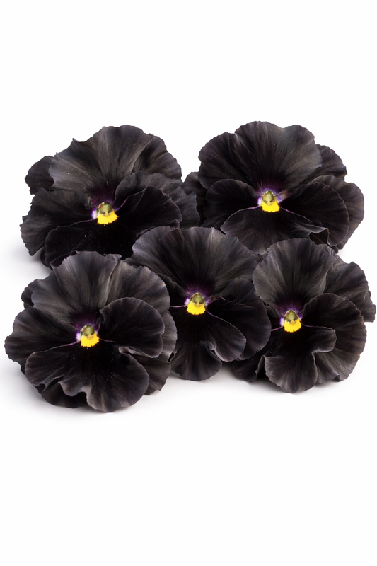 Viola x wittrockiana Flamenco Black Moon F1 | Pansy therapyofflowers.com