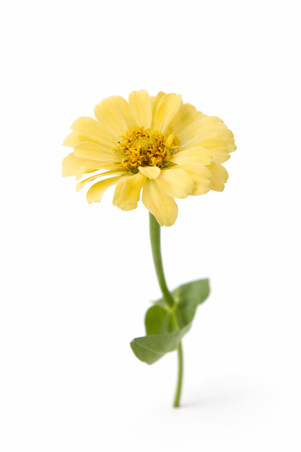 Zinnia elegans Isabellina Creamy Yellow | For Cut Flower Gardens therapyofflowers.com