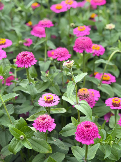 Zinnia elegans Zinderella Punch | Zinnia con flor de escabiosa
