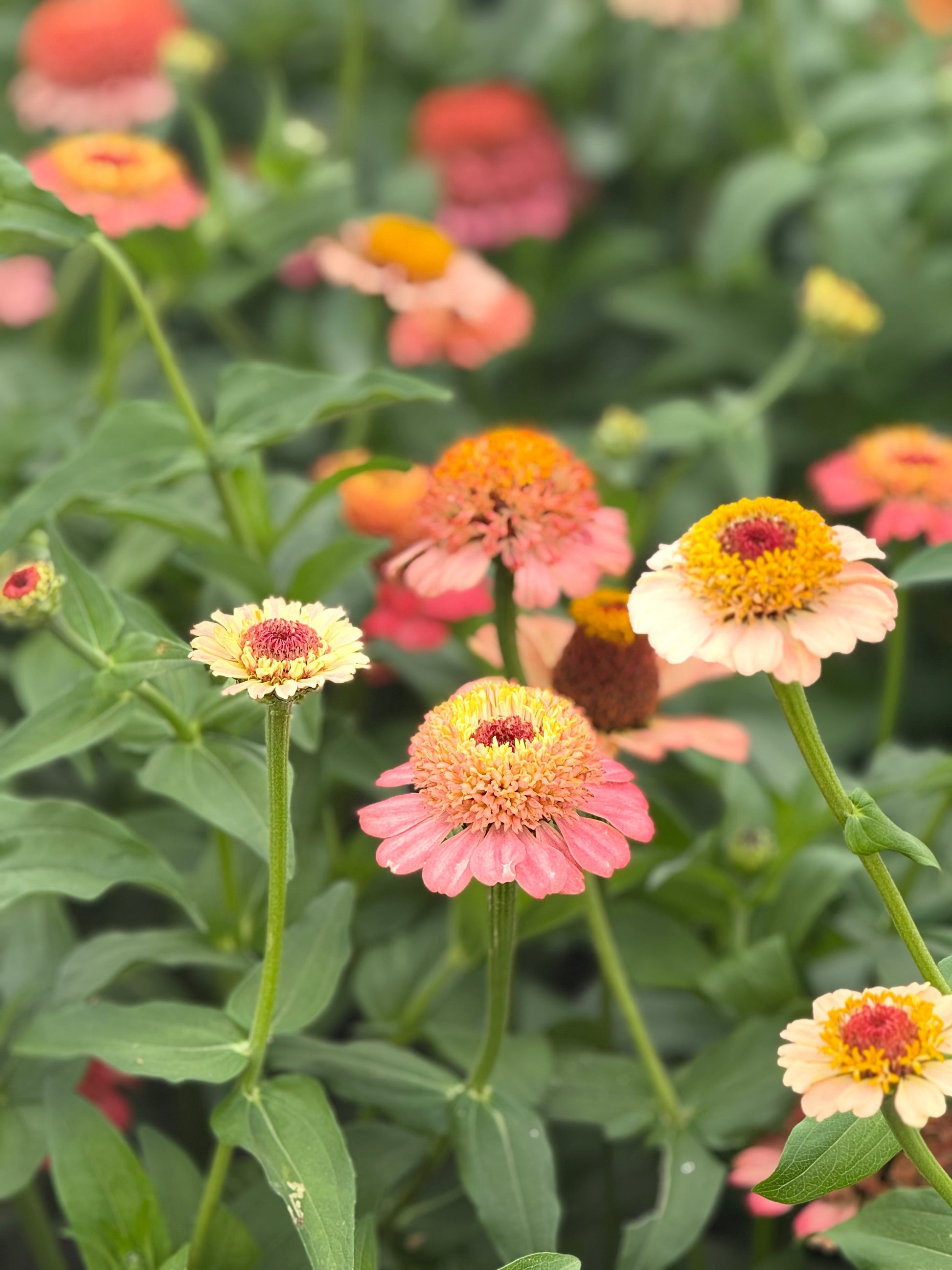 Zinnia elegans Zinderella Peach | Scabiosa-Flowered Zinnia therapyofflowers.com