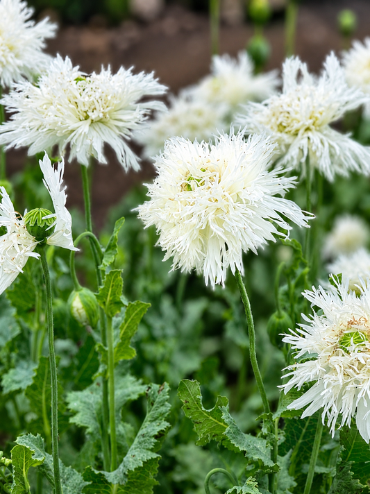 Papaver somniferum White Swan | Breadseed Poppies | Feathered Poppy therapyofflowers.com