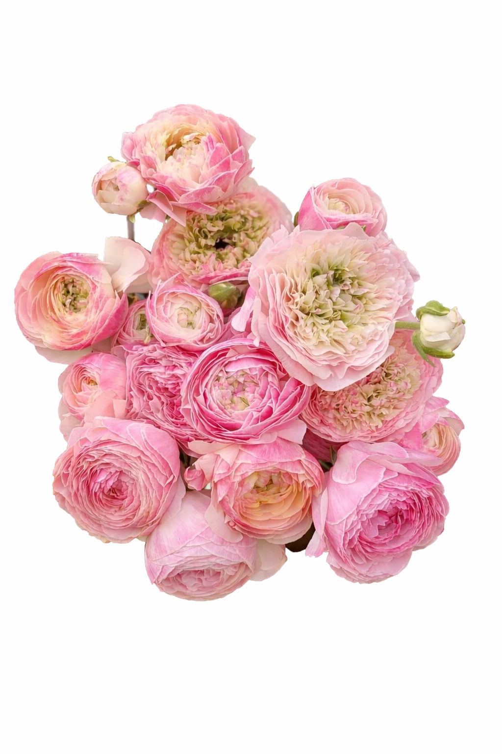 Ranunculus Amandine Porcelain | Ranunculus asiaticus | Persian buttercup therapyofflowers.com