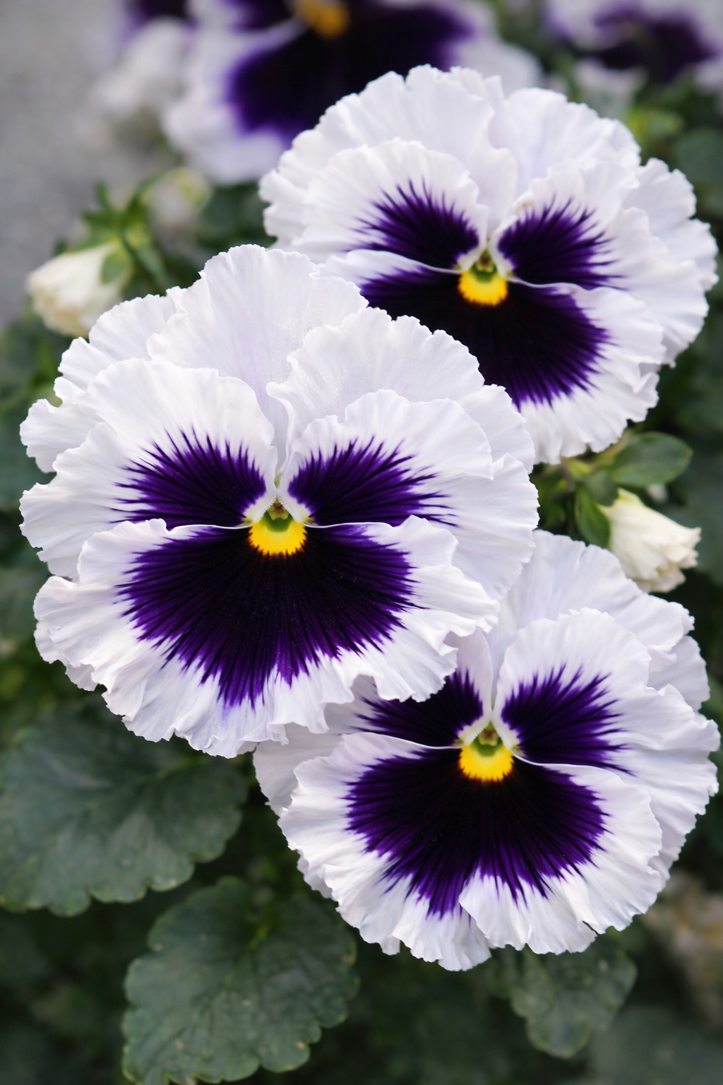 Viola x wittrockiana Flamenco White with Blotch F1 | Pansy therapyofflowers.com