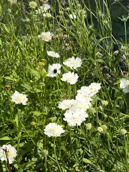 Kaukāza skabioza Fama® White | Scabiosa caucasica | Sēklu kolekcija