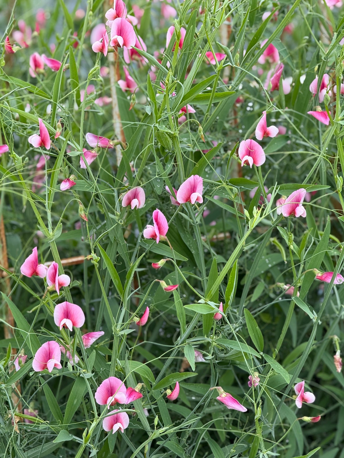 Lathyrus tingitanus Roseus | Tangier pea therapyofflowers.com