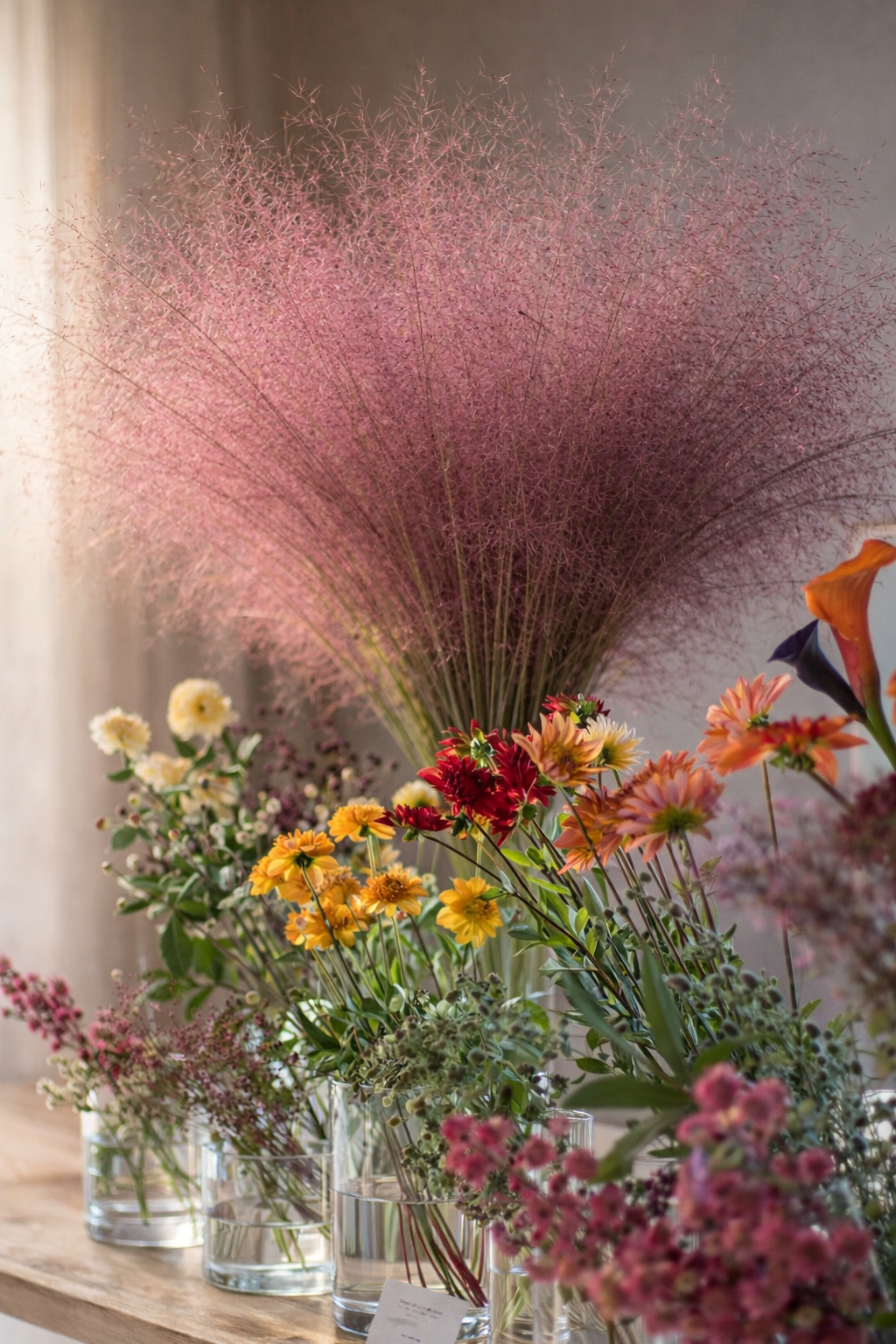 Muhlenbergia capillaris Ruby | Pink Muhly Grass therapyofflowers.com