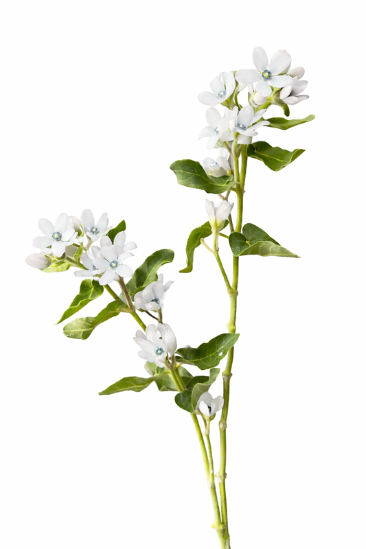 Oxypetalum coeruleum White | Tweedia | White Star Milkweed therapyofflowers.com