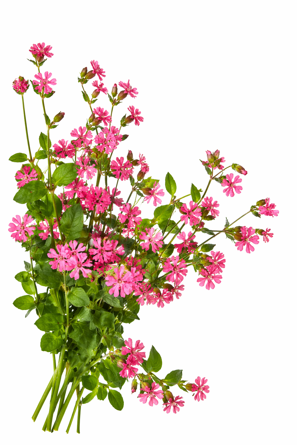 Silene pendula Sibella Carmine | Nodding Catchfly therapyofflowers.com