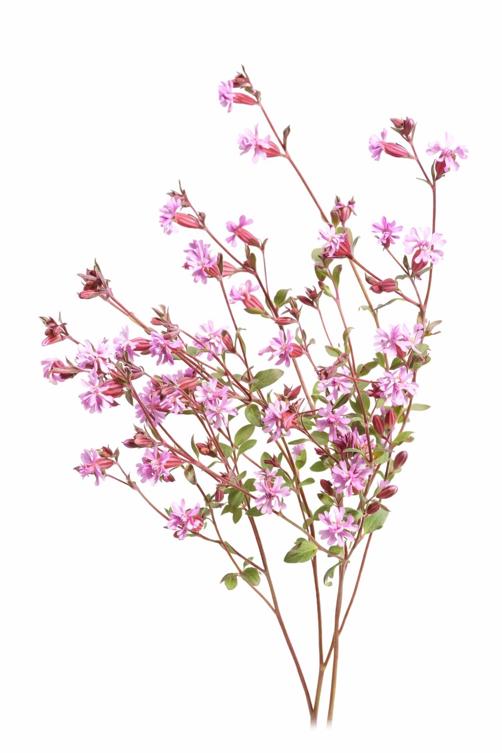 Silene pendula Sibella Lilac | Nodding Catchfly therapyofflowers.com