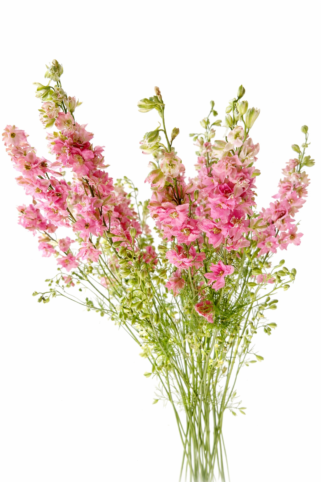 Delphinium consolida QIS® Rose | Larkspur therapyofflowers.com
