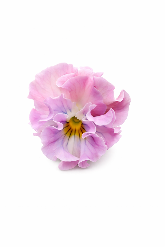 Viola x wittrockiana Sweet Pea Mixed F1 | Pansy therapyofflowers.com