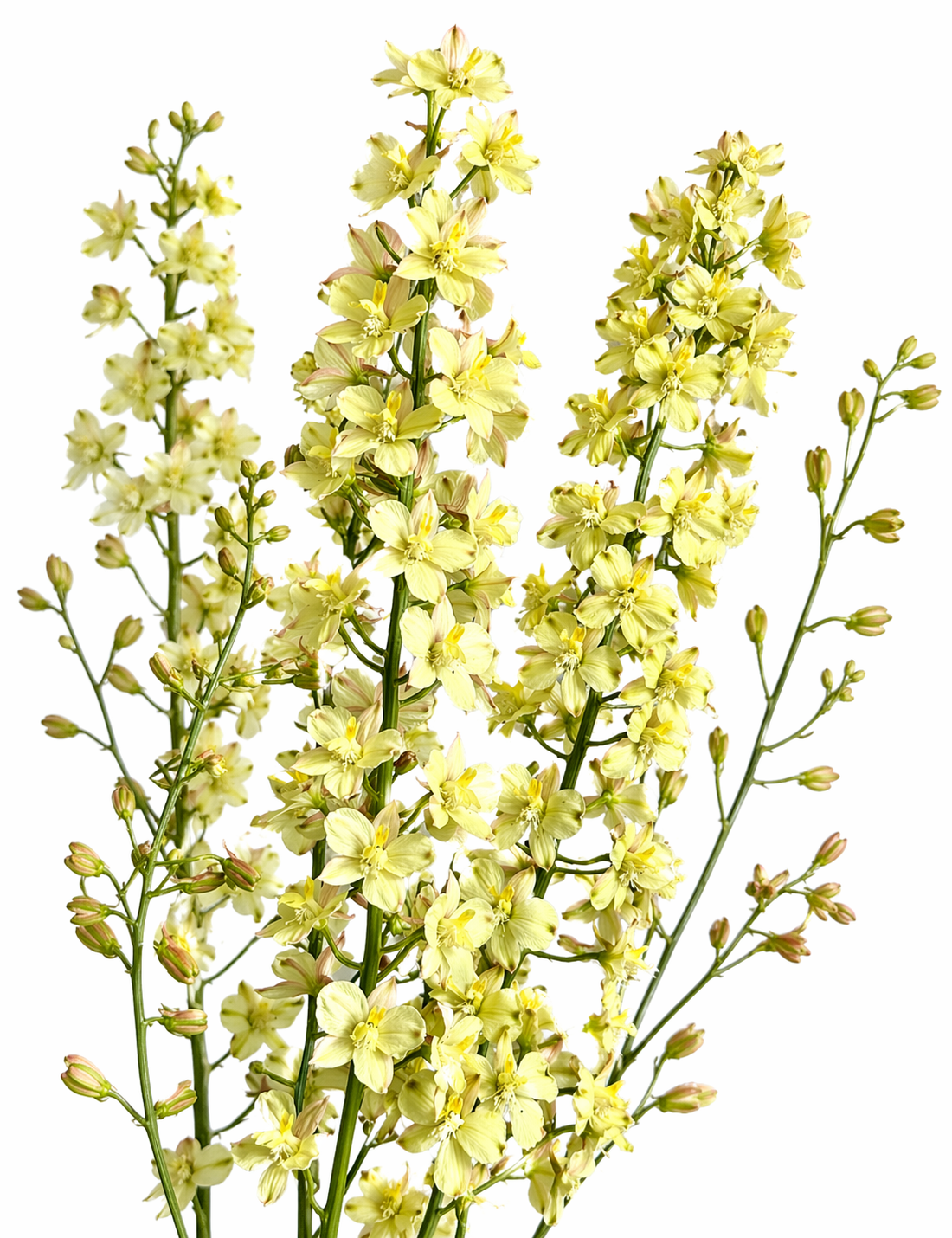 Delphinium semibarbatum Citrina (Zalil) | Beardless Larkspur therapyofflowers.com