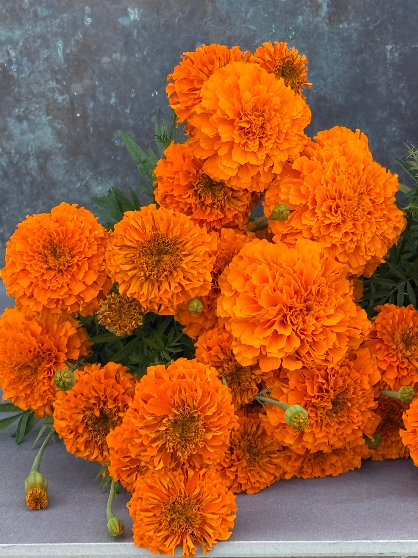 Tagetes erecta Chedi® Orange | African Marigold | Cut Flower