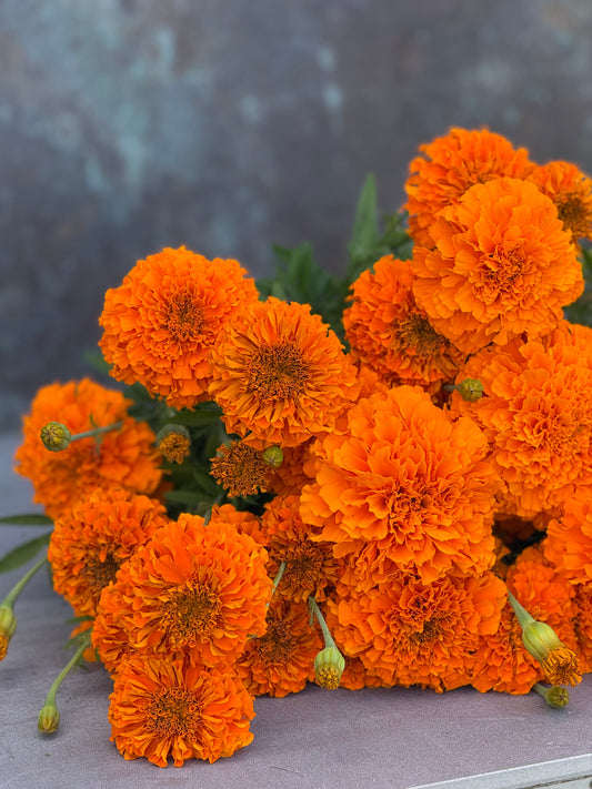 Tagetes erecta Xochi™ Orange F1 | African Marigold | Cut Flower