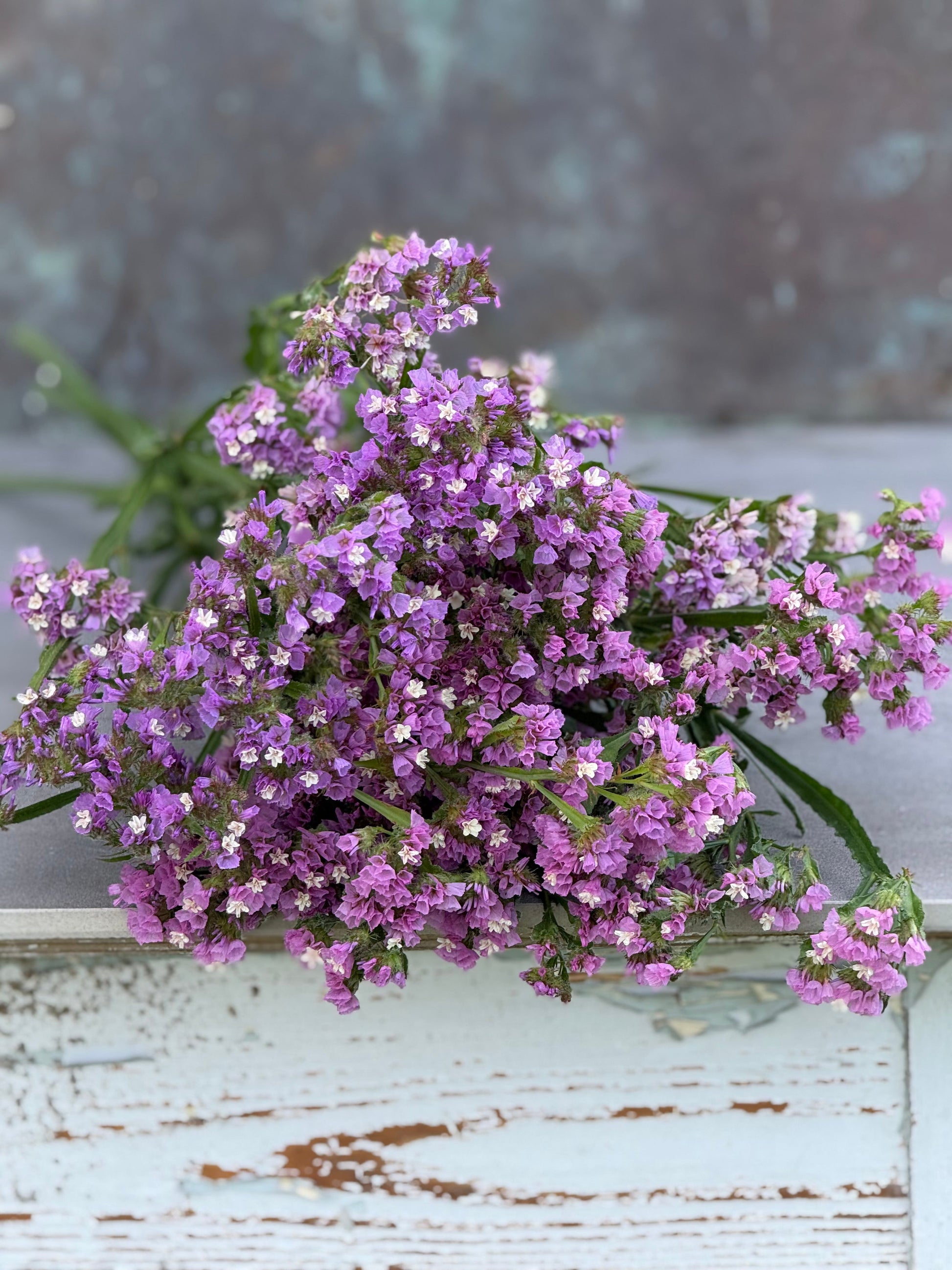 Limonium sinuatum QIS® Lavander | Statice therapyofflowers.com