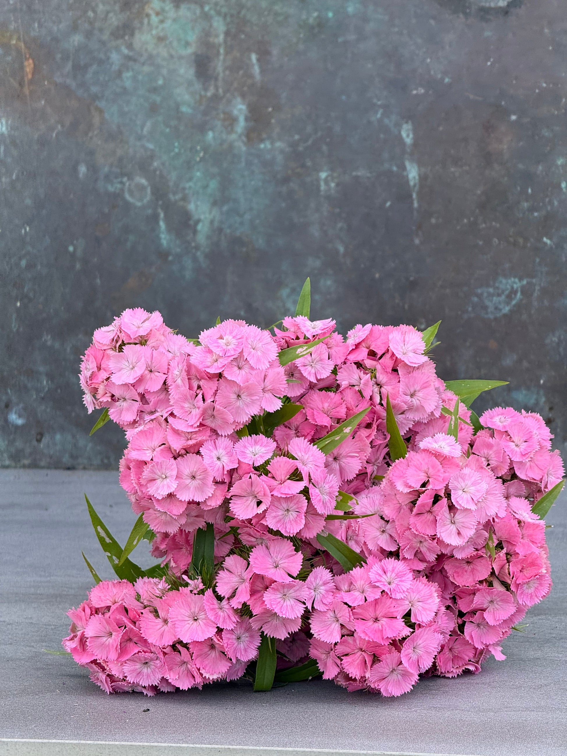 Dianthus barbatus Sweet™ Pink F1 | Sweet William | Pelleted therapyofflowers.com