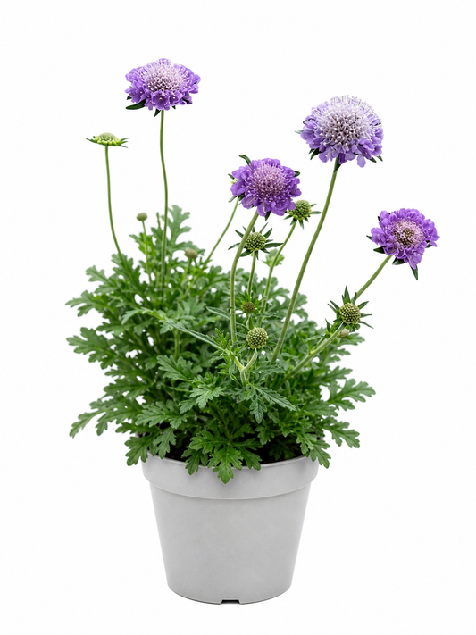 Scabiosa japonica var. alpina Ritz Blue | Pincushion Flower therapyofflowers.com