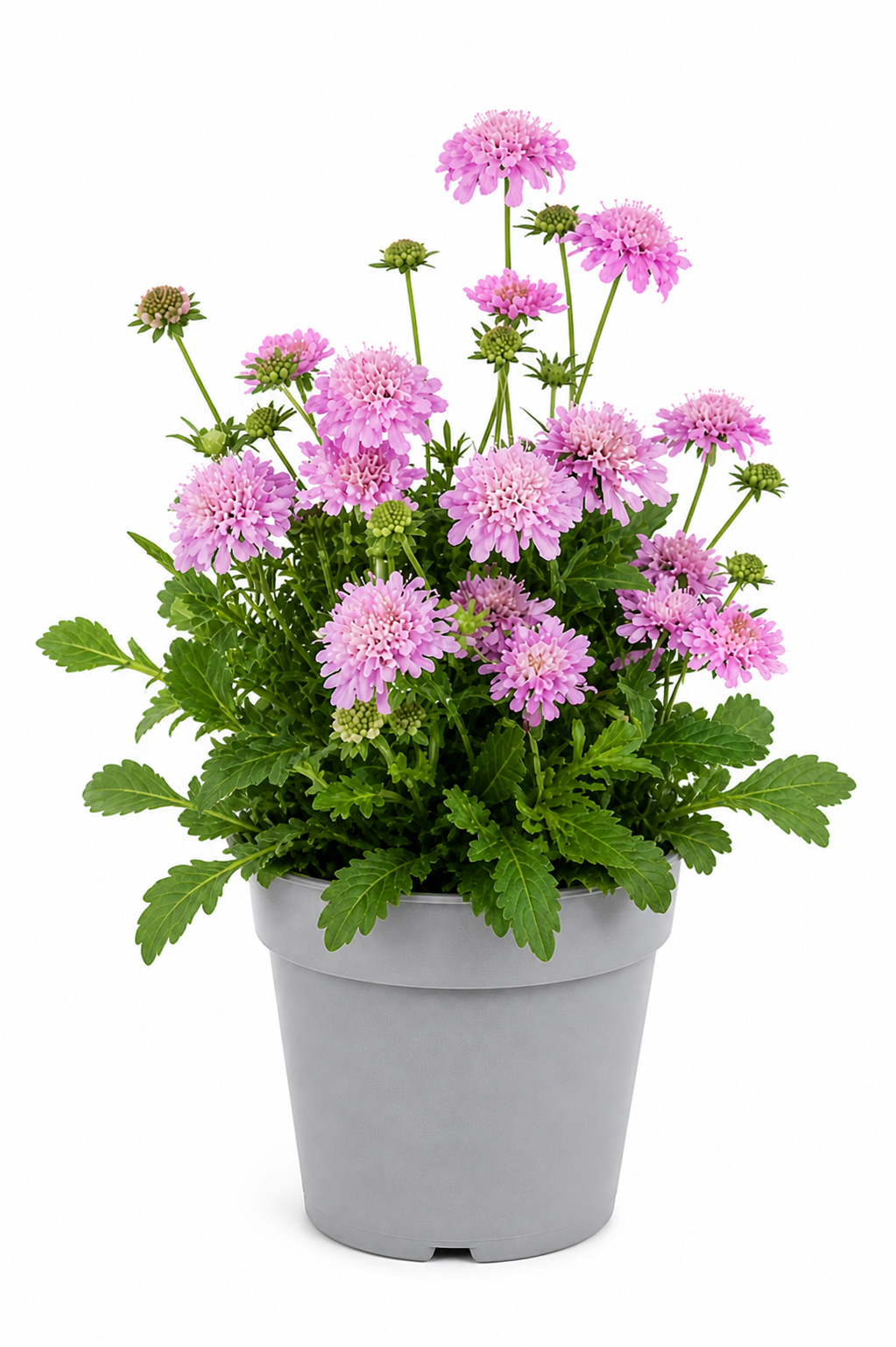 Scabiosa japonica var. alpina Ritz Rose | Pincushion Flower therapyofflowers.com