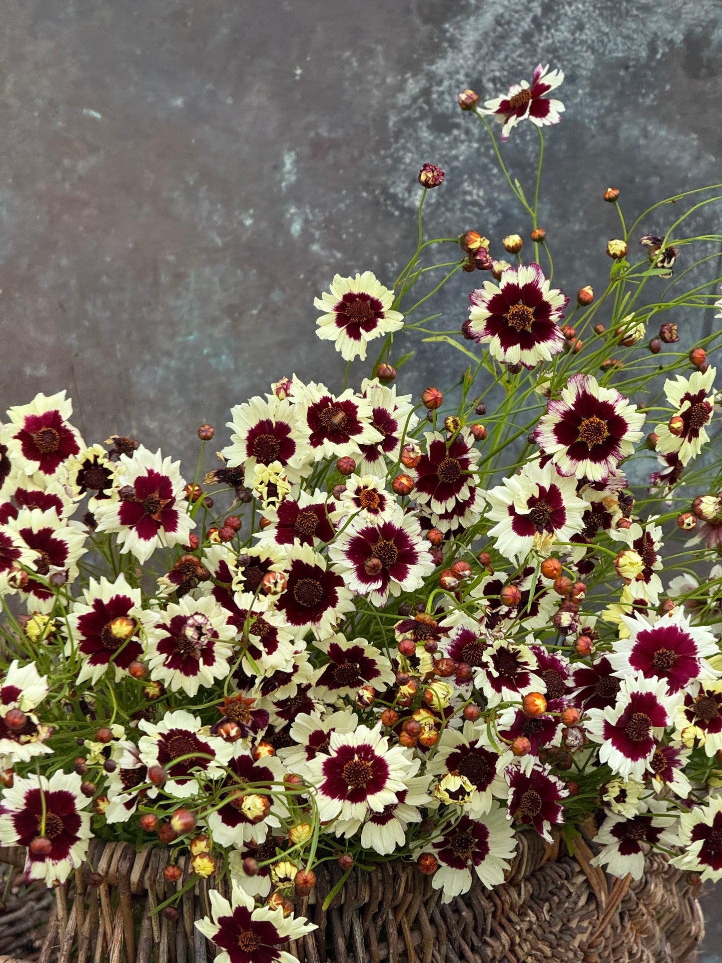 Coreopsis x hybrida Incredible! Swirl | Tickseed therapyofflowers.com