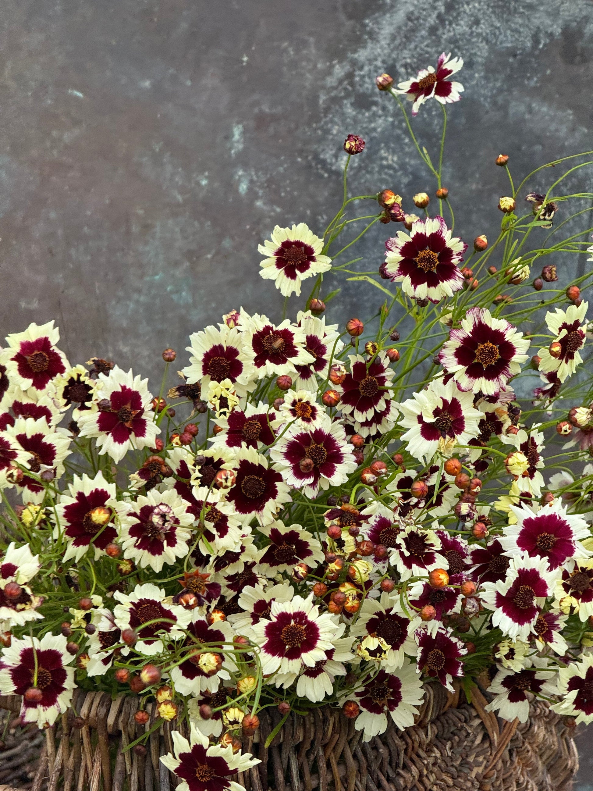 Coreopsis x hybrida Incredible! Swirl | Tickseed therapyofflowers.com