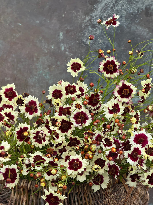 Coreopsis x hybrida Incredible! Swirl | Tickseed therapyofflowers.com