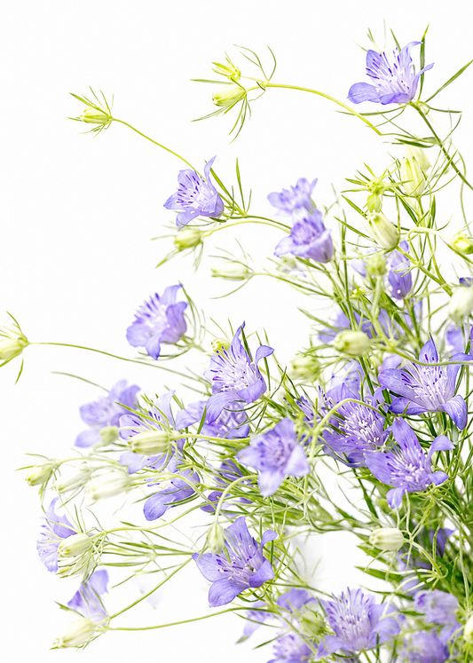 Nigella bucharica Blue Stars | Love-in-a-Mist therapyofflowers.com