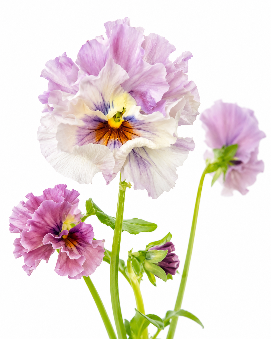 Viola x wittrockiana Chianti mixed F1 | Pansy therapyofflowers.com