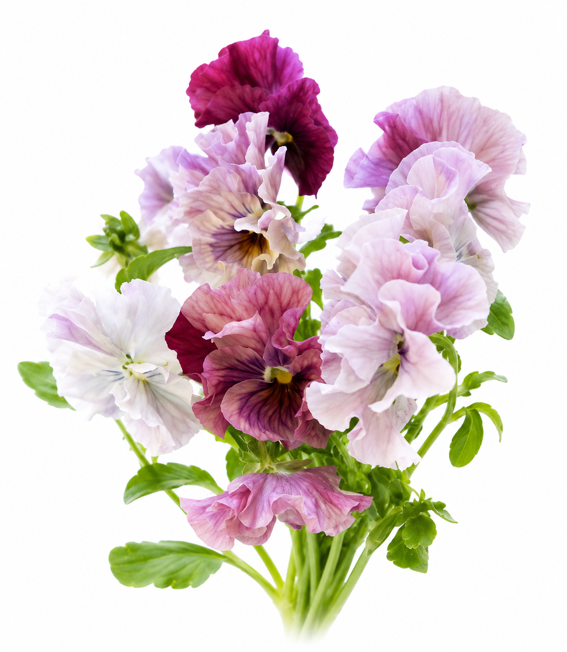 Pansy 'Chianti Mixed' F1 | Viola x wittrockiana – Antique-Style