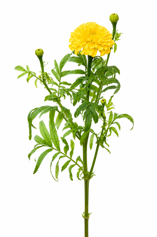 Tagetes erecta Chedi® Yellow | African Marigold | Cut Flower therapyofflowers.com