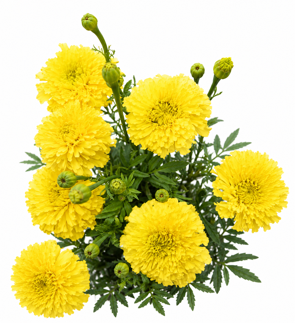 Tagetes erecta Chedi® Yellow | African Marigold | Cut Flower therapyofflowers.com