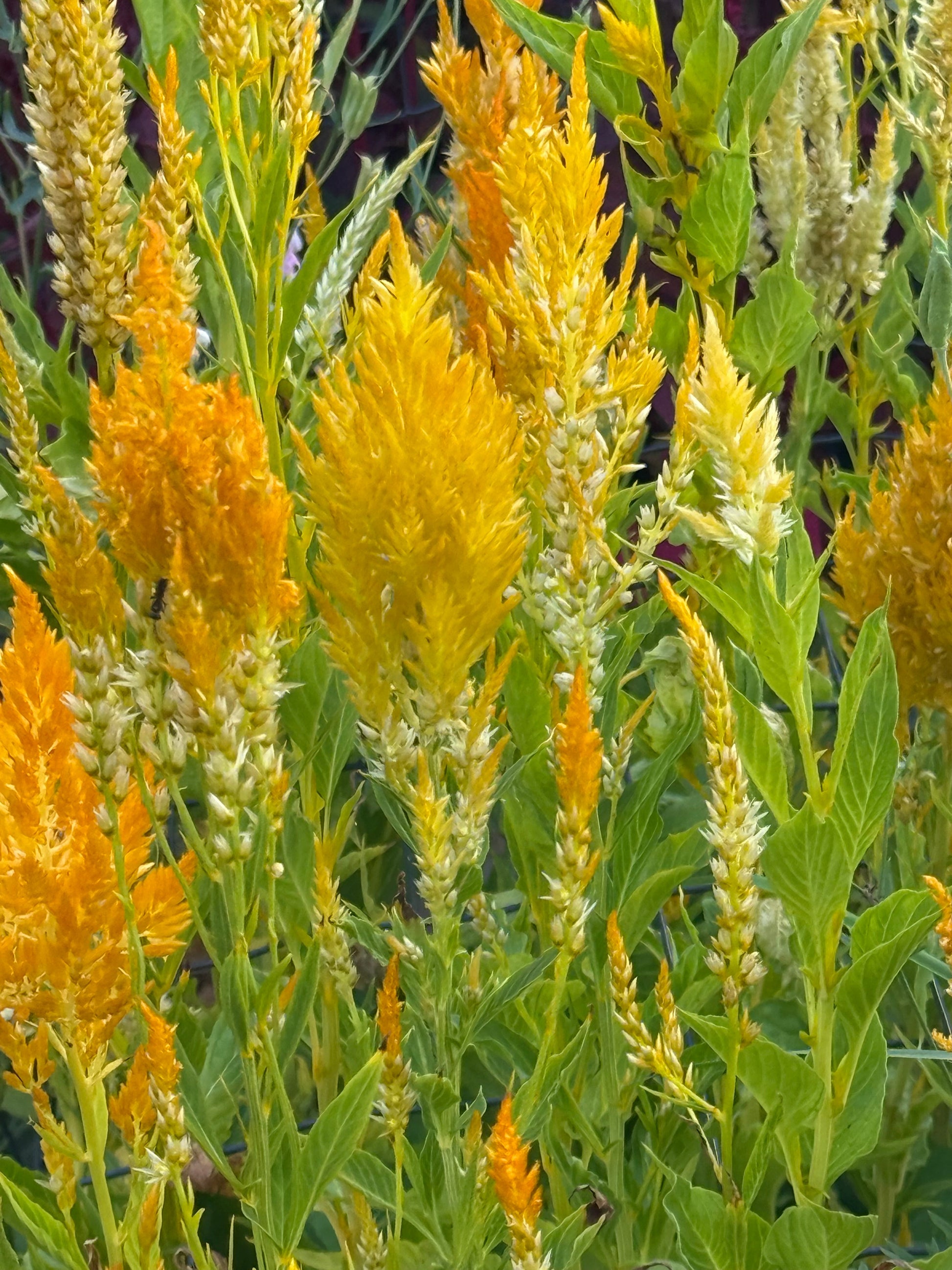 Celosia argentea var. plumosa Golden Plume | Feather Celosia | Tall therapyofflowers.com