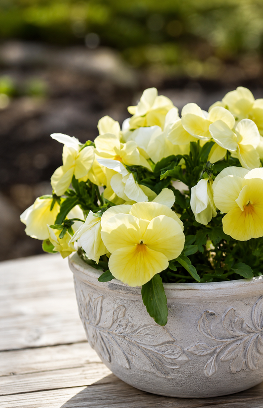 Viola x wittrockiana Inspire® Plus Lemon F1 | Spring or Autumn Pansy therapyofflowers.com