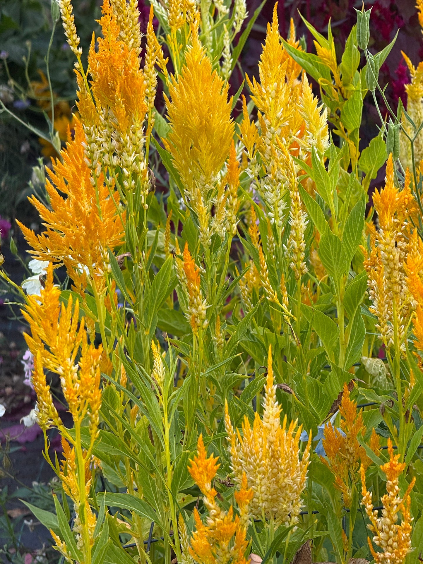 Celosia argentea var. plumosa Golden Plume | Feather Celosia | Tall therapyofflowers.com
