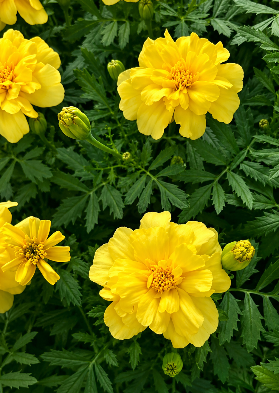 Tagetes patula Milli Vanilli | French Marigold therapyofflowers.com