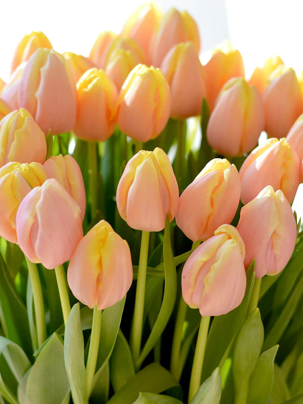 Tulip Mango Charm® | Mid Spring Triumph Tulip therapyofflowers.com