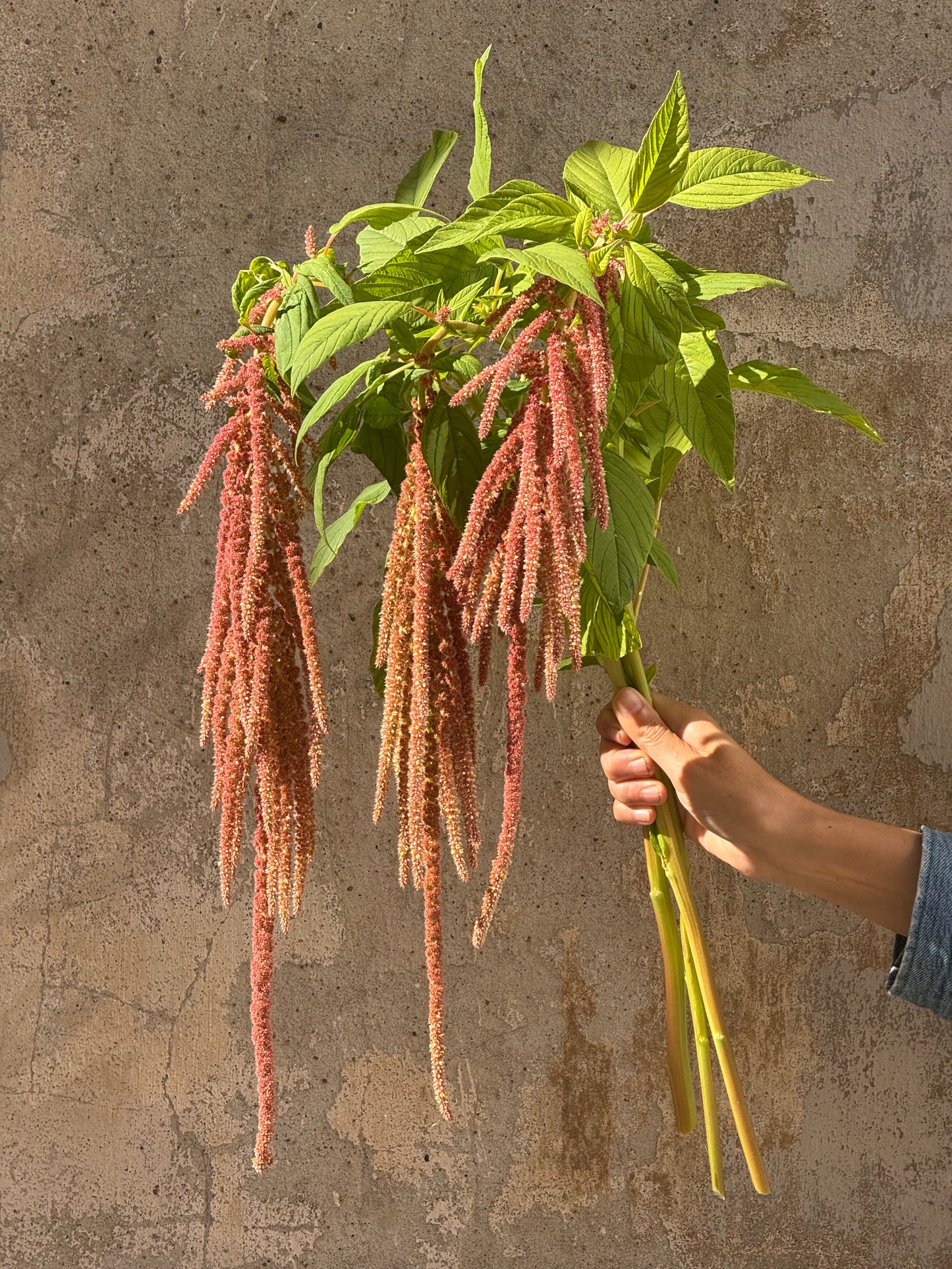 Amaranthus caudatus Coral Fountain