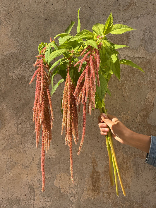 Astainais amarants Coral Fountain | Amaranthus caudatus