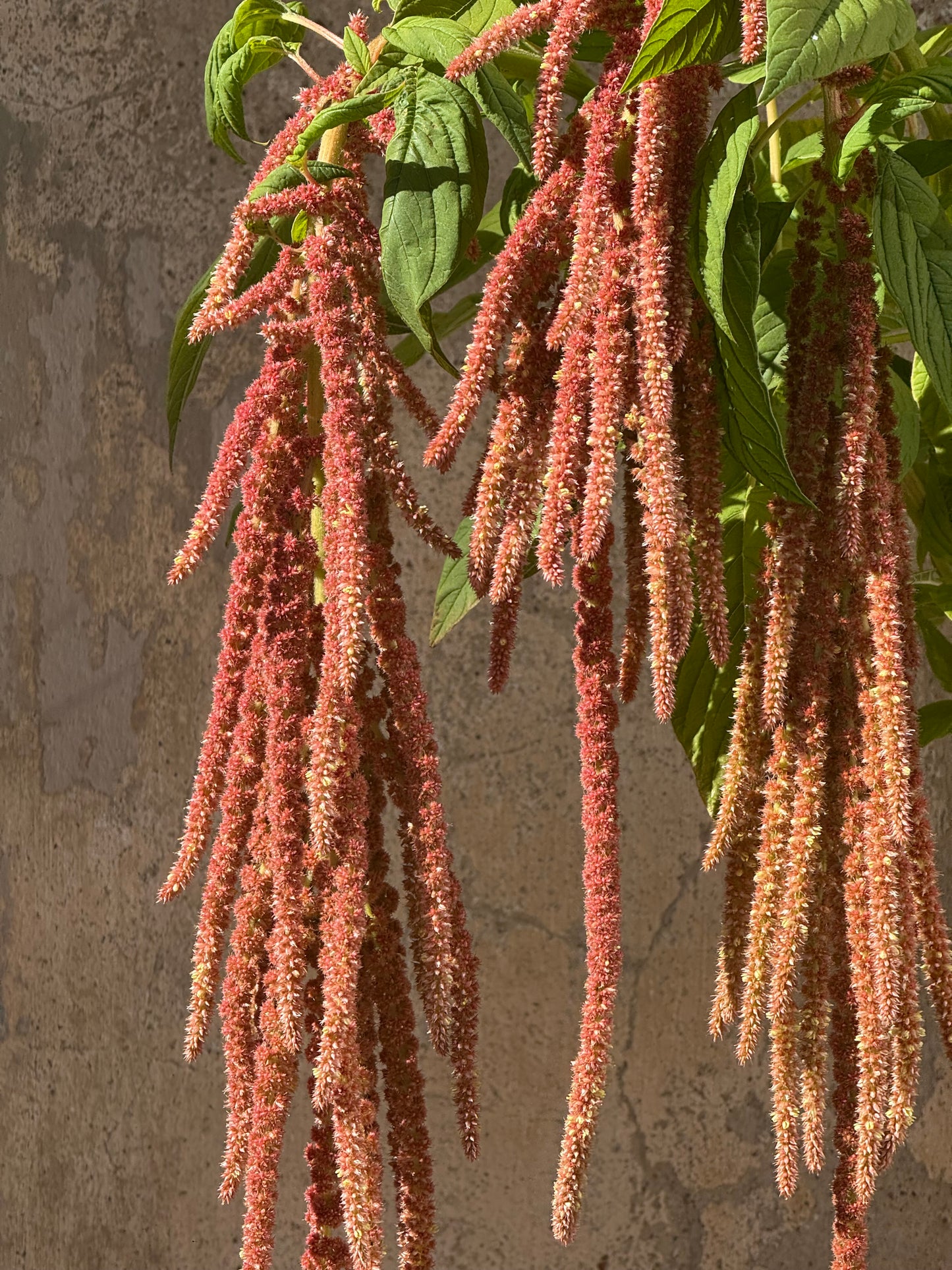 Amaranthus caudatus Coral Fountain