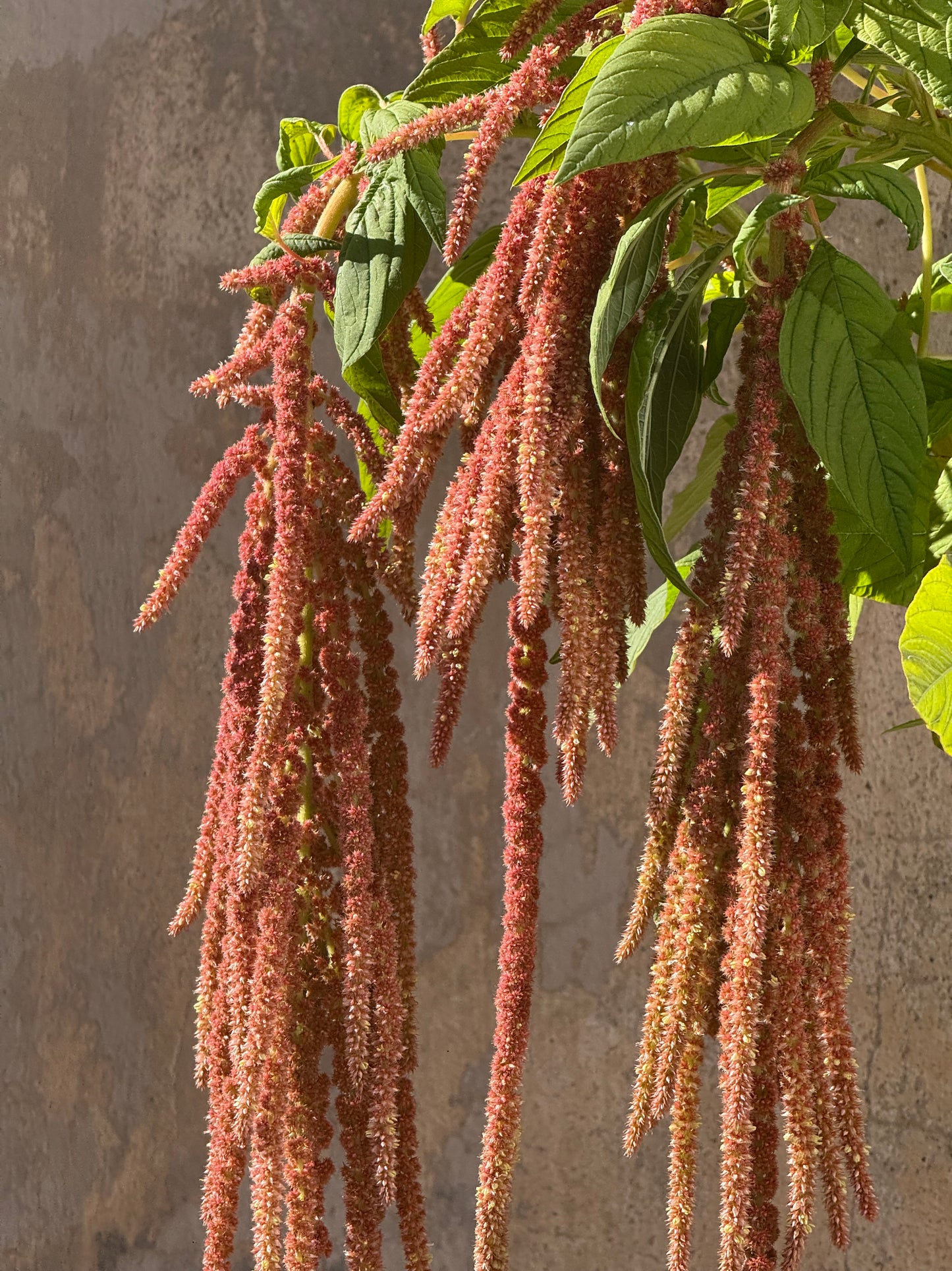 Amaranthus caudatus Coral Fountain