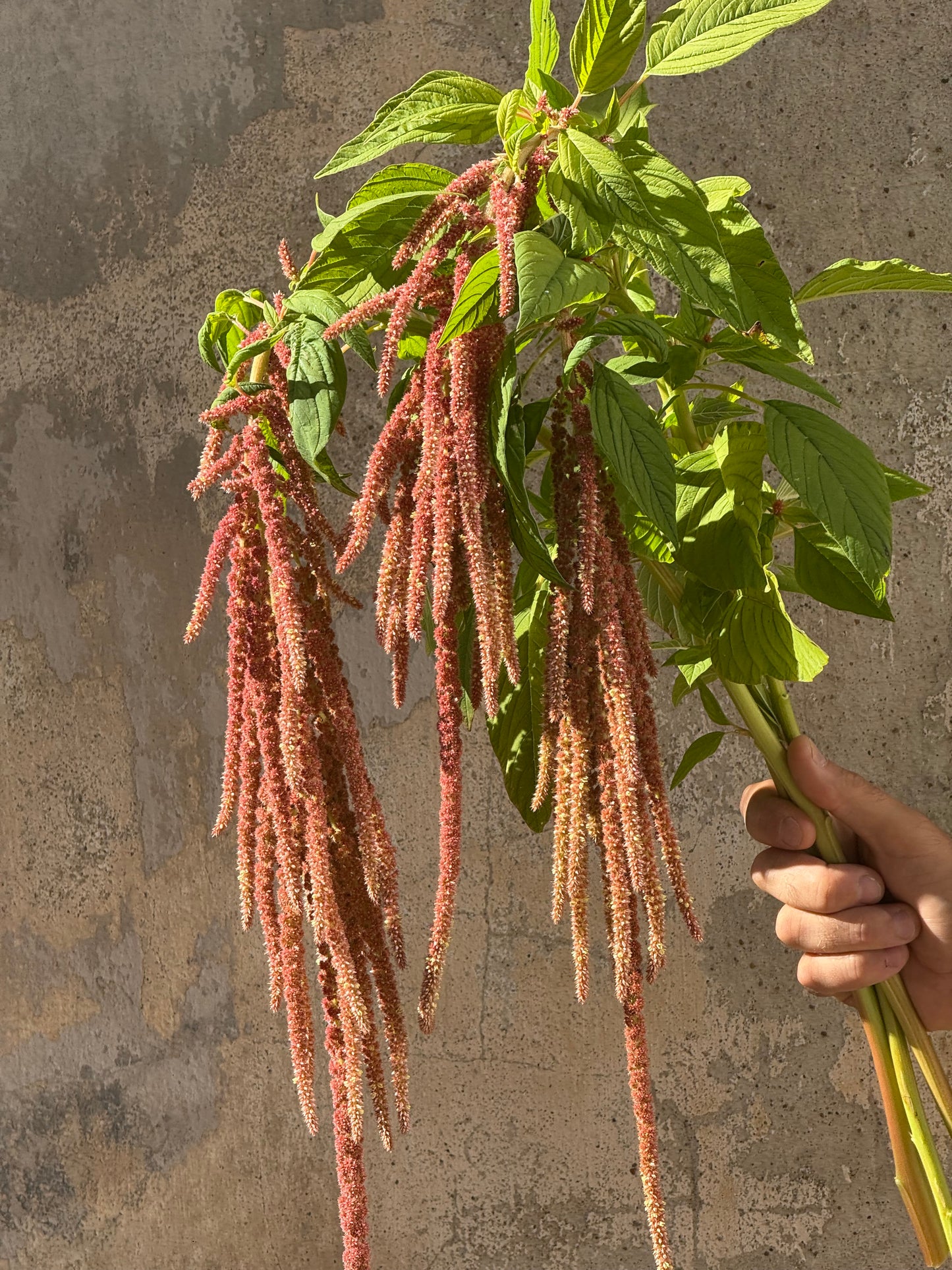 Amaranthus caudatus Coral Fountain